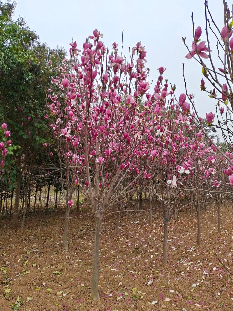 玉兰花栽培方法，玉兰花栽培方法图解-第1张图片-优品飞百科