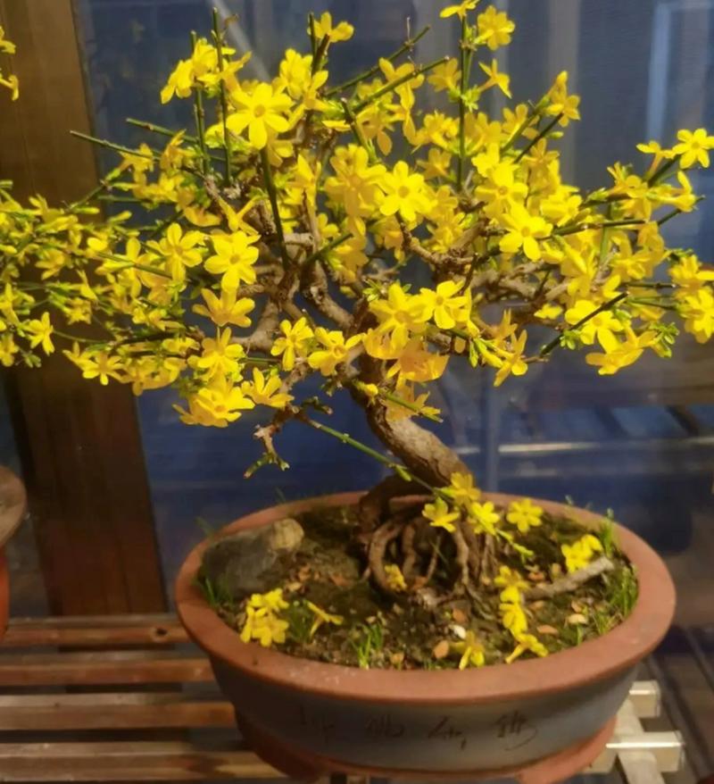 玉兰花栽培方法，玉兰花栽培方法图解-第2张图片-优品飞百科