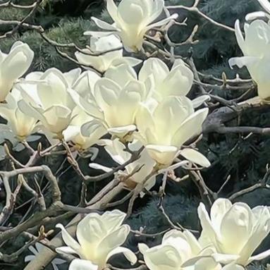 玉兰花栽培方法，玉兰花栽培方法图解-第4张图片-优品飞百科