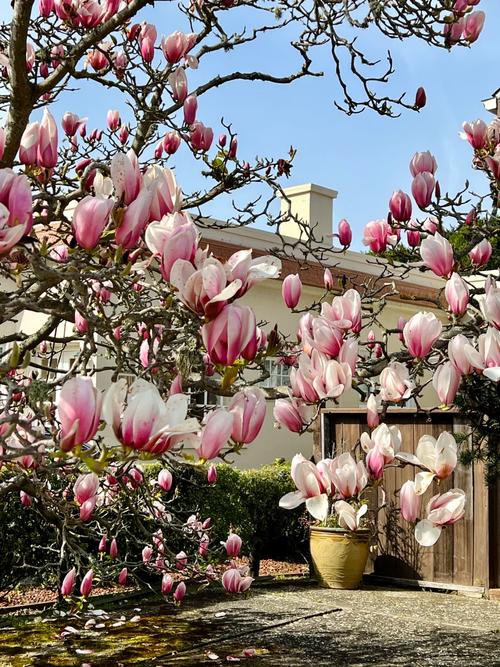 玉兰花栽培方法，玉兰花栽培方法图解-第5张图片-优品飞百科