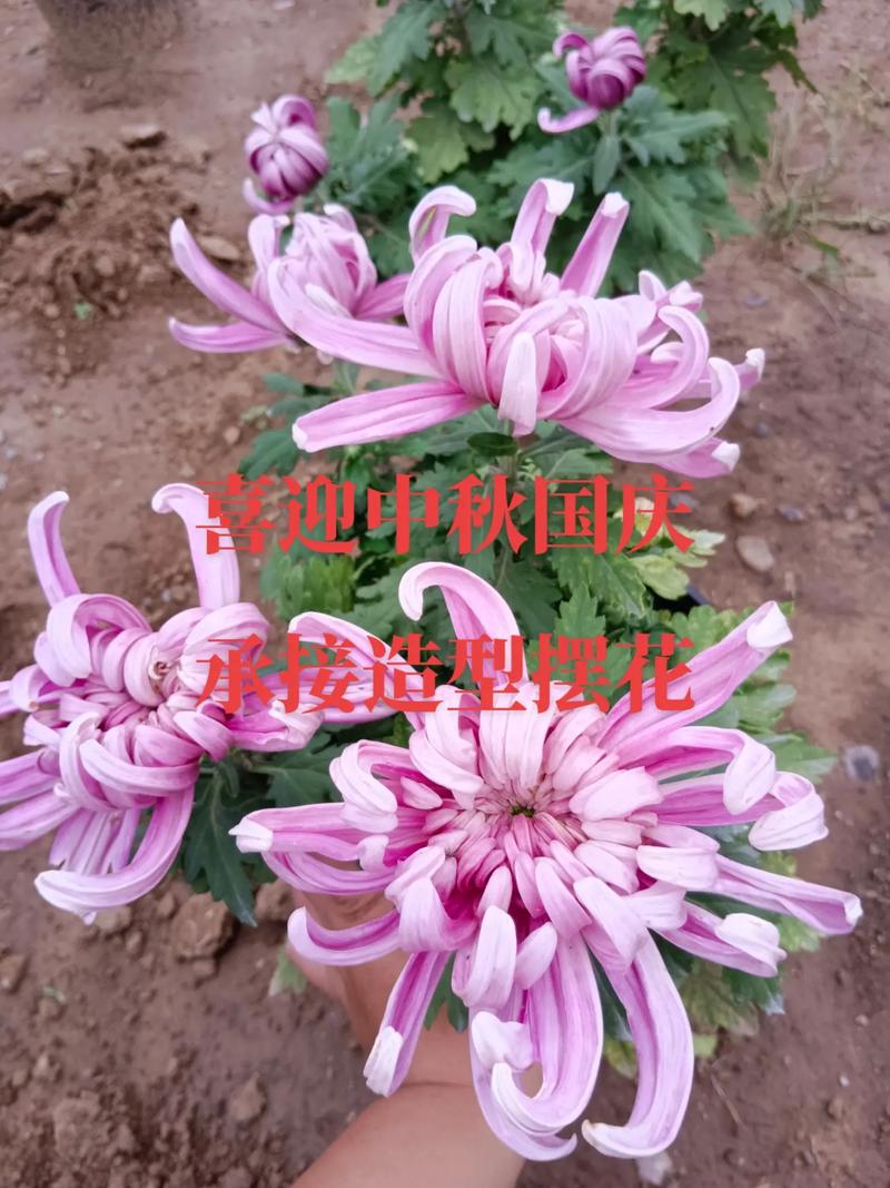 多头菊一年开几次花?多头菊什么时候修剪?-第1张图片-优品飞百科 多头菊一年开几次花?多头菊什么时候修剪?-第1张图片-优品飞百科