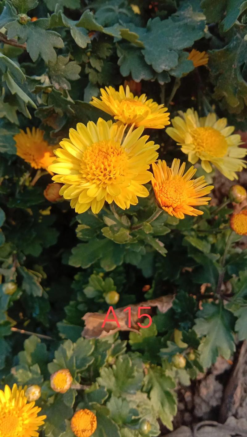 多头菊一年开几次花?多头菊什么时候修剪?-第2张图片-优品飞百科 多头菊一年开几次花?多头菊什么时候修剪?-第2张图片-优品飞百科