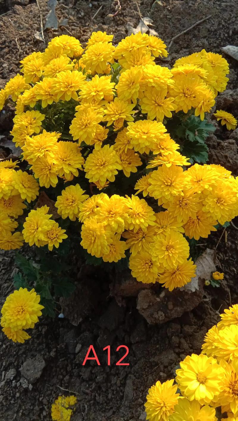 多头菊一年开几次花?多头菊什么时候修剪?-第7张图片-优品飞百科 多头菊一年开几次花?多头菊什么时候修剪?-第7张图片-优品飞百科