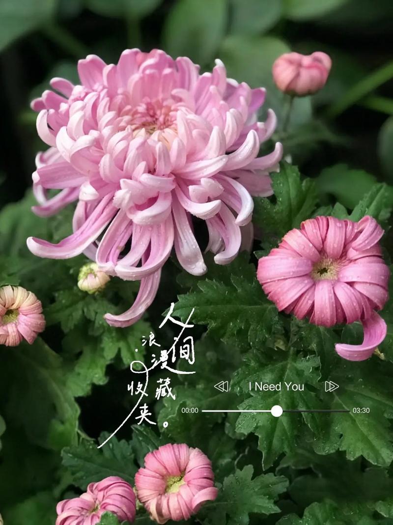 多头菊一年开几次花?多头菊什么时候修剪?-第6张图片-优品飞百科 多头菊一年开几次花?多头菊什么时候修剪?-第6张图片-优品飞百科