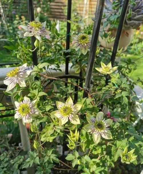 铁线莲冬天能冻死吗，铁线莲冬天会死吗-第1张图片-优品飞百科