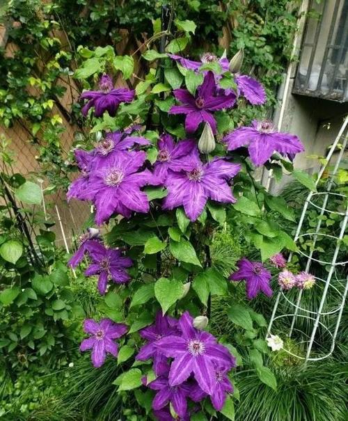 铁线莲冬天能冻死吗，铁线莲冬天会死吗-第2张图片-优品飞百科