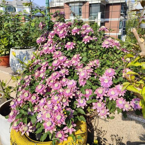 铁线莲冬天能冻死吗，铁线莲冬天会死吗-第3张图片-优品飞百科