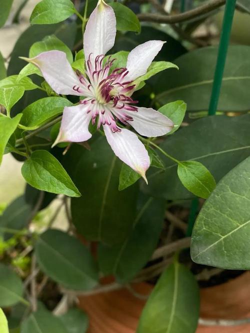 铁线莲冬天能冻死吗，铁线莲冬天会死吗-第4张图片-优品飞百科