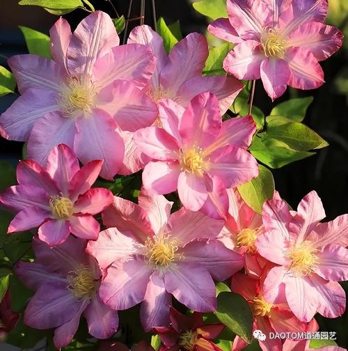 铁线莲冬天能冻死吗，铁线莲冬天会死吗-第5张图片-优品飞百科