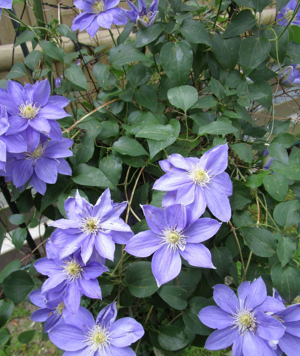 铁线莲冬天能冻死吗，铁线莲冬天会死吗-第6张图片-优品飞百科