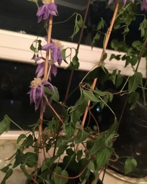 铁线莲冬天能冻死吗，铁线莲冬天会死吗-第7张图片-优品飞百科