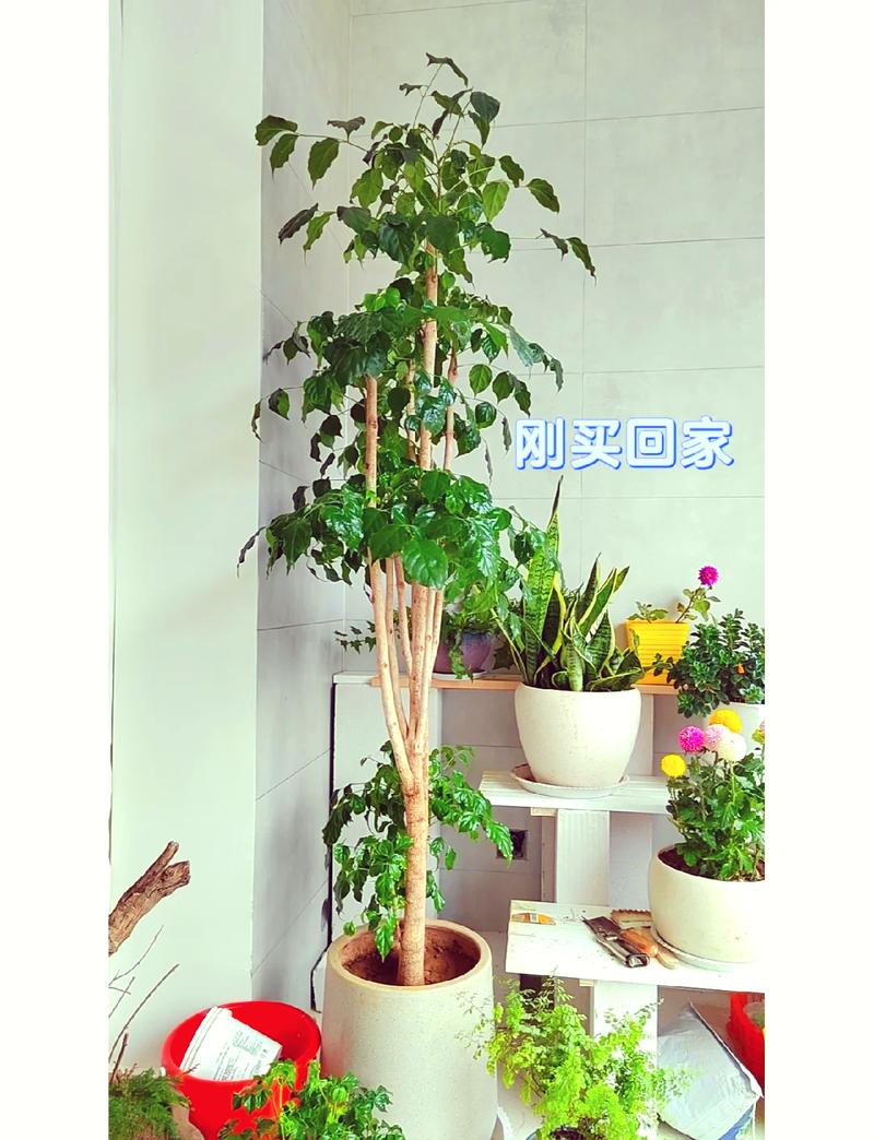 绿宝树怎么浇水，绿宝树怎么浇水多少水-第1张图片-优品飞百科