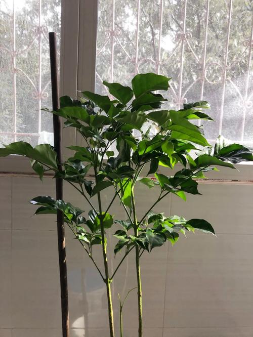 绿宝树怎么浇水，绿宝树怎么浇水多少水-第4张图片-优品飞百科