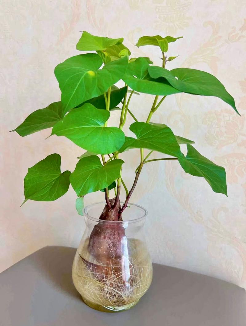 水培红薯哪一头放水里?水培红薯哪一头放水里的?-第1张图片-优品飞百科 水培红薯哪一头放水里?水培红薯哪一头放水里的?-第1张图片-优品飞百科