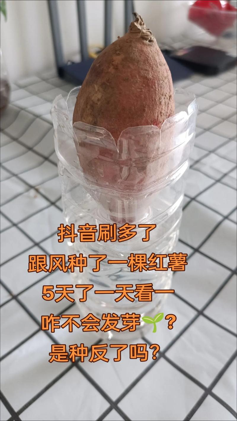 水培红薯哪一头放水里?水培红薯哪一头放水里的?-第2张图片-优品飞百科 水培红薯哪一头放水里?水培红薯哪一头放水里的?-第2张图片-优品飞百科