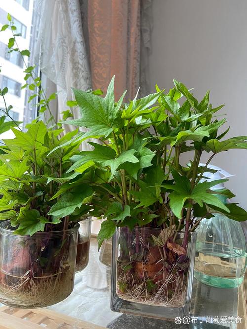 水培红薯哪一头放水里?水培红薯哪一头放水里的?-第3张图片-优品飞百科 水培红薯哪一头放水里?水培红薯哪一头放水里的?-第3张图片-优品飞百科