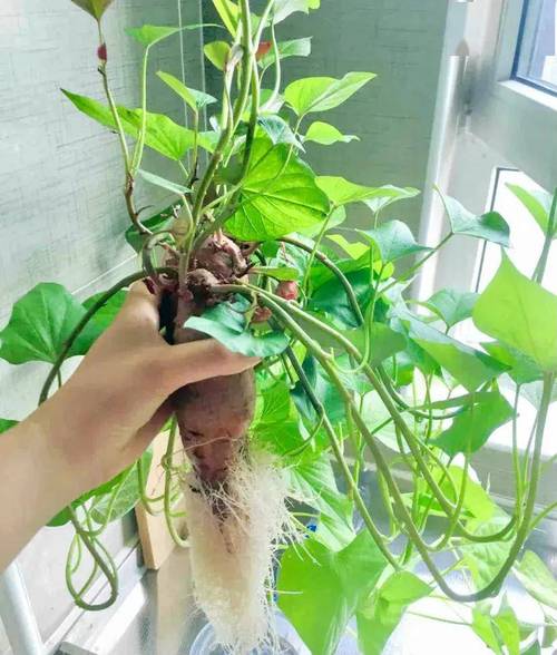 水培红薯哪一头放水里?水培红薯哪一头放水里的?-第4张图片-优品飞百科 水培红薯哪一头放水里?水培红薯哪一头放水里的?-第4张图片-优品飞百科