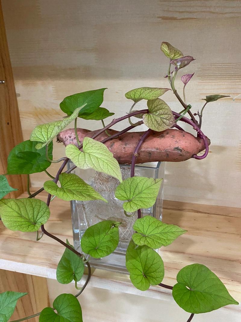 水培红薯哪一头放水里?水培红薯哪一头放水里的?-第5张图片-优品飞百科 水培红薯哪一头放水里?水培红薯哪一头放水里的?-第5张图片-优品飞百科