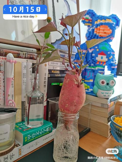 水培红薯哪一头放水里?水培红薯哪一头放水里的?-第6张图片-优品飞百科 水培红薯哪一头放水里?水培红薯哪一头放水里的?-第6张图片-优品飞百科