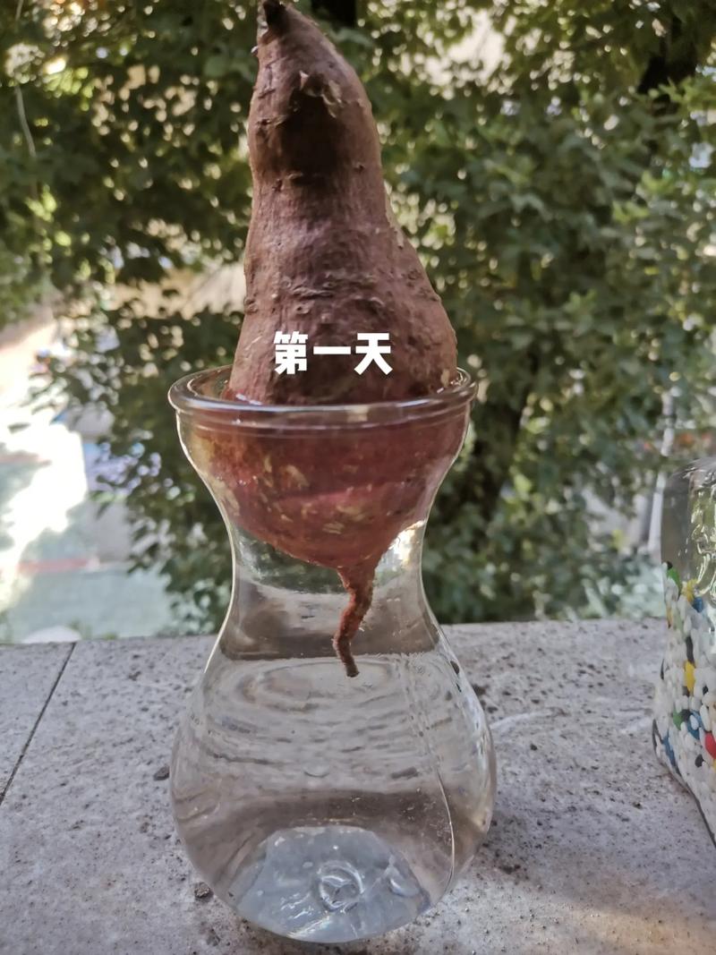 水培红薯哪一头放水里?水培红薯哪一头放水里的?-第7张图片-优品飞百科 水培红薯哪一头放水里?水培红薯哪一头放水里的?-第7张图片-优品飞百科