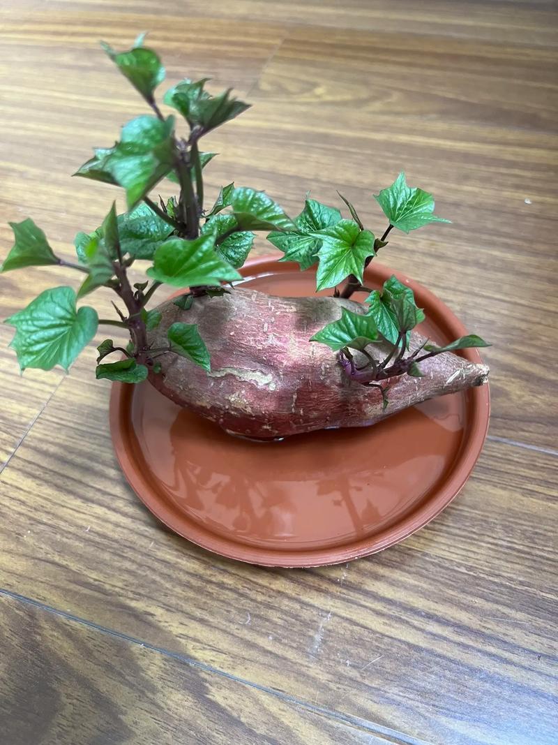 水培红薯哪一头放水里?水培红薯哪一头放水里的?-第8张图片-优品飞百科 水培红薯哪一头放水里?水培红薯哪一头放水里的?-第8张图片-优品飞百科