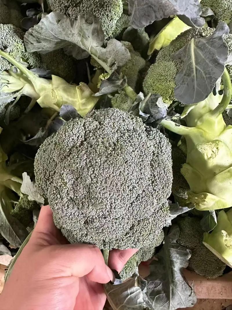 荷兰芹和香菜的区别，荷兰香芹图片？-第1张图片-优品飞百科