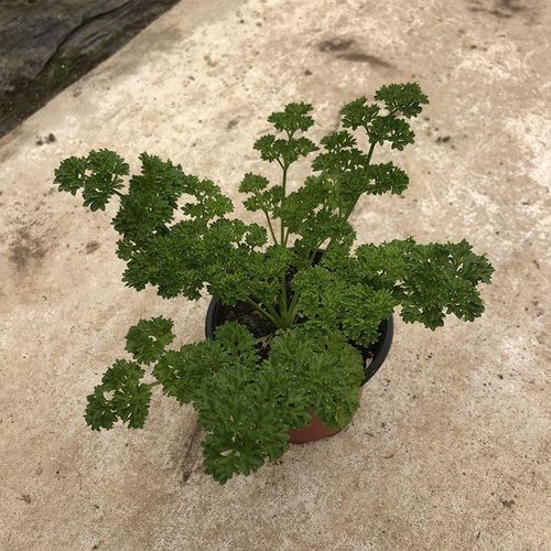 荷兰芹和香菜的区别，荷兰香芹图片？-第2张图片-优品飞百科