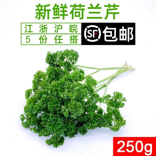 荷兰芹和香菜的区别，荷兰香芹图片？-第3张图片-优品飞百科