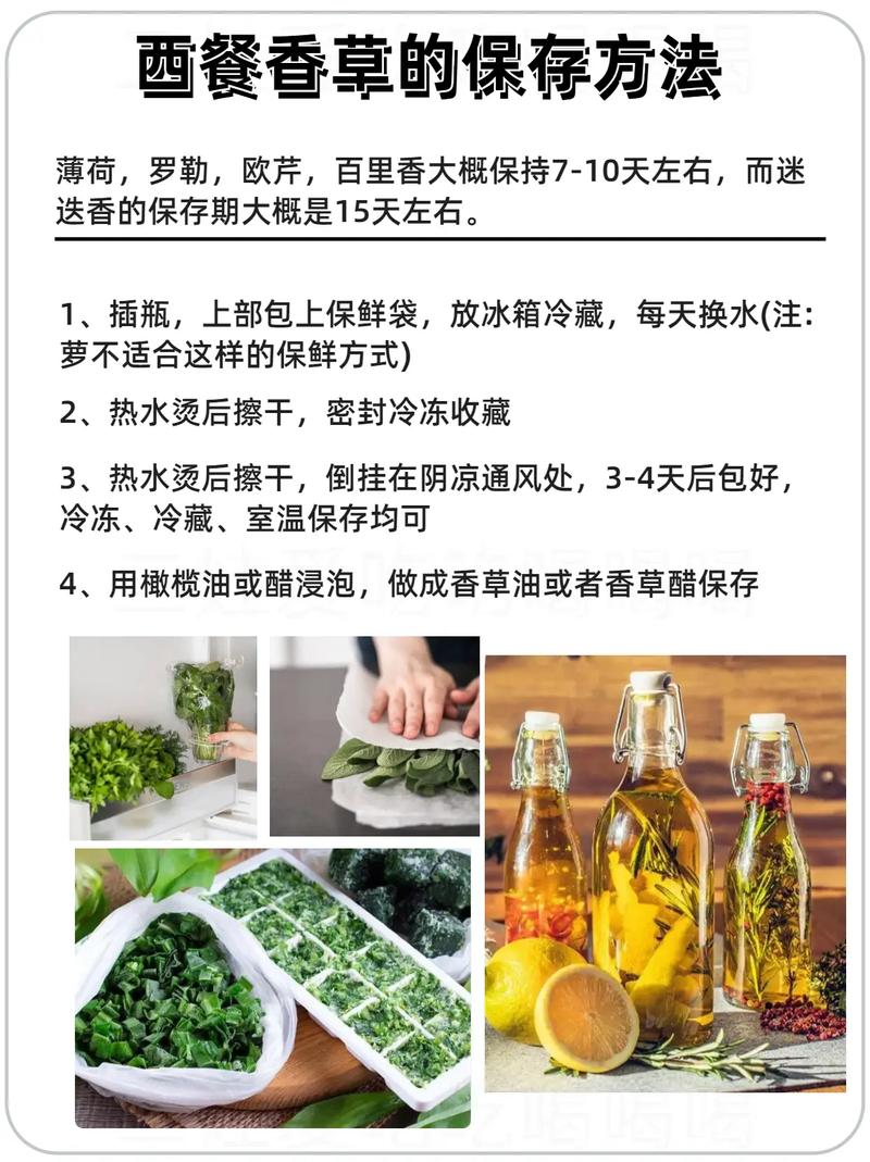 荷兰芹和香菜的区别，荷兰香芹图片？-第4张图片-优品飞百科