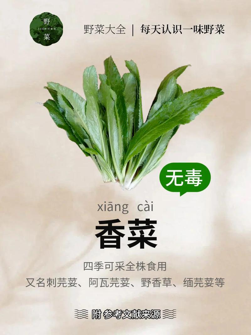 荷兰芹和香菜的区别，荷兰香芹图片？-第5张图片-优品飞百科