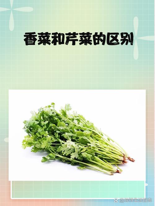 荷兰芹和香菜的区别，荷兰香芹图片？-第6张图片-优品飞百科