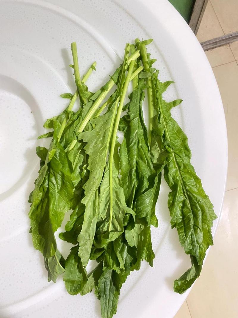 荷兰芹和香菜的区别，荷兰香芹图片？-第7张图片-优品飞百科