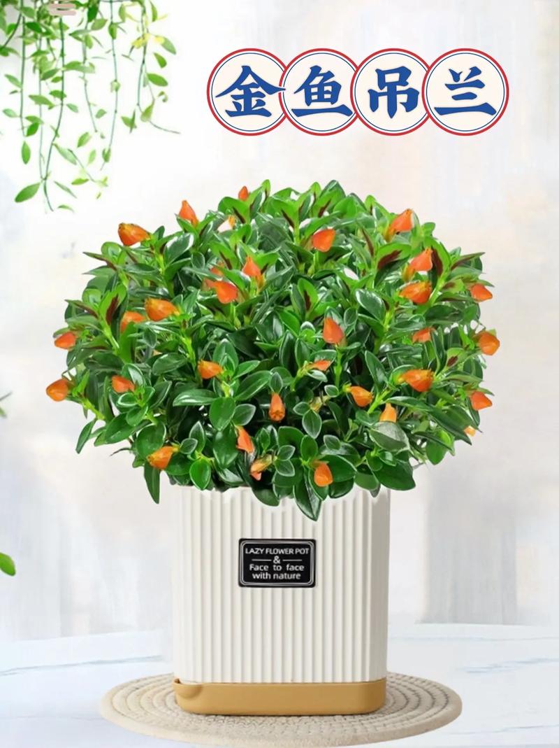 金鱼吊兰春天怎么养，金鱼吊兰春天怎么养护-第2张图片-优品飞百科