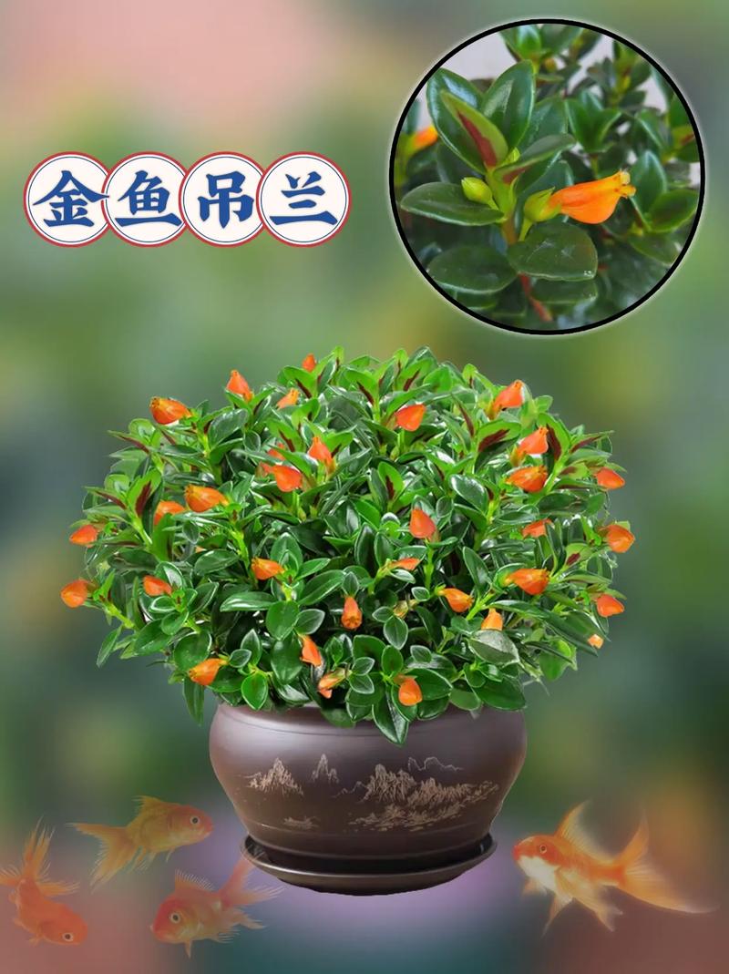 金鱼吊兰春天怎么养，金鱼吊兰春天怎么养护-第4张图片-优品飞百科