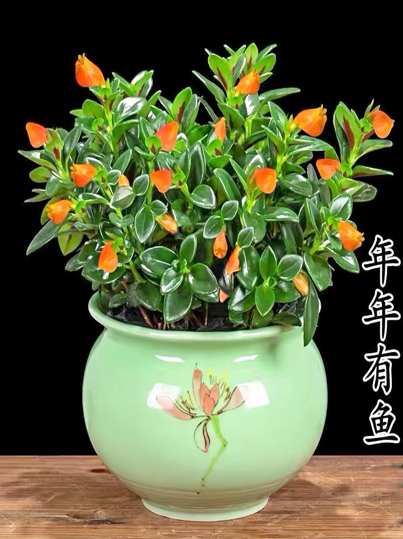 金鱼吊兰春天怎么养，金鱼吊兰春天怎么养护-第3张图片-优品飞百科