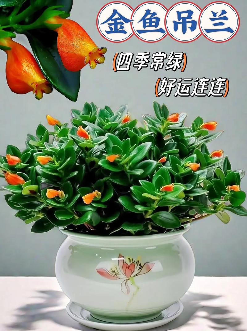 金鱼吊兰春天怎么养，金鱼吊兰春天怎么养护-第5张图片-优品飞百科