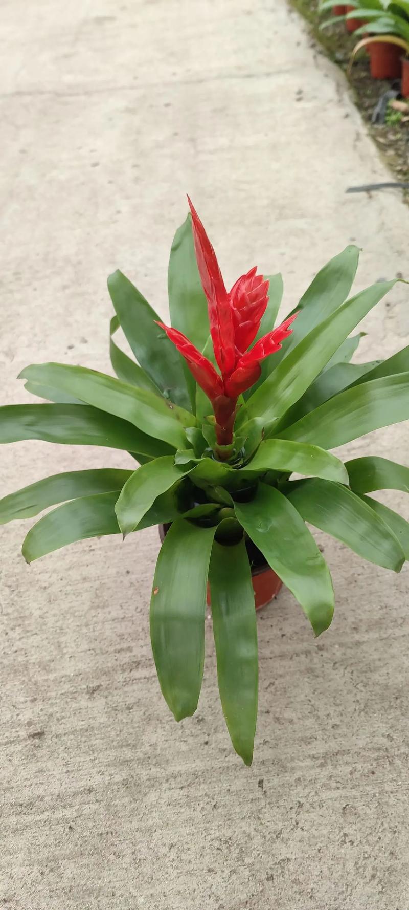 翠云草怎么养，翠云草怎么养变蓝-第1张图片-优品飞百科