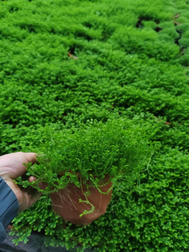 翠云草怎么养，翠云草怎么养变蓝-第2张图片-优品飞百科