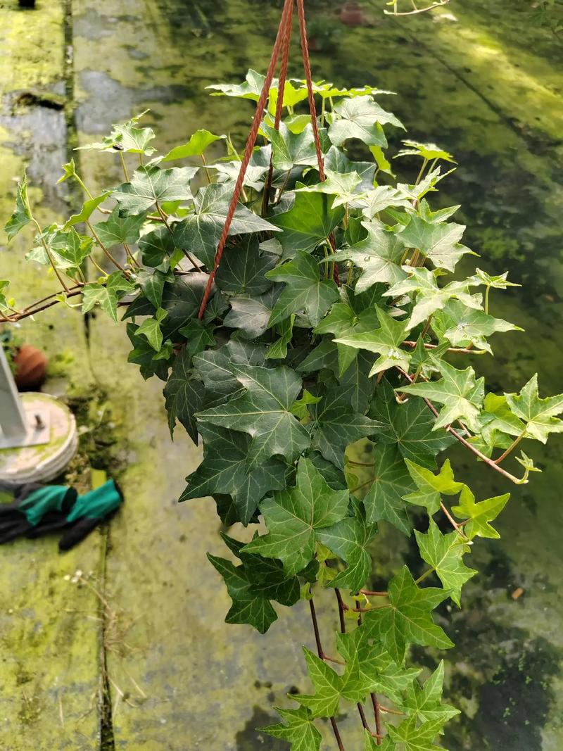 翠云草怎么养，翠云草怎么养变蓝-第3张图片-优品飞百科