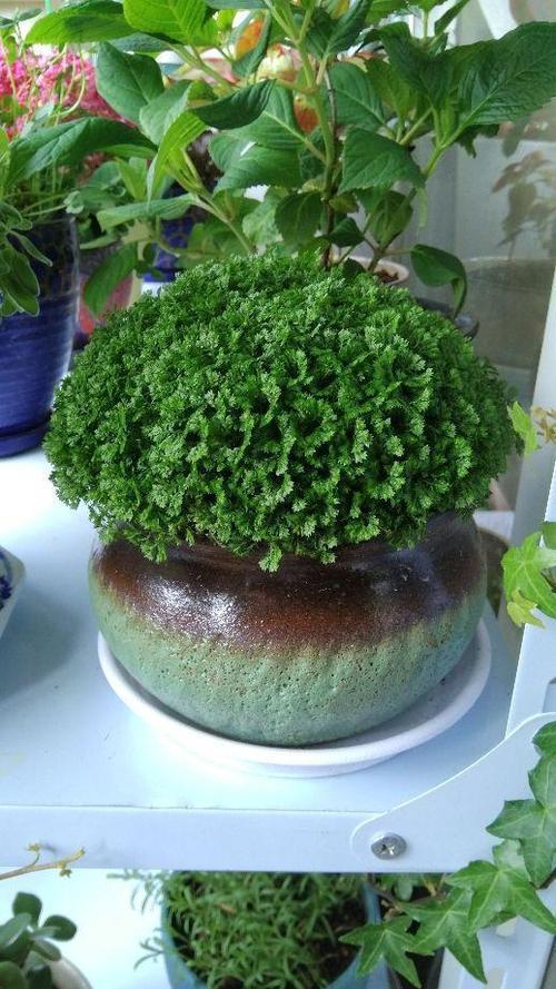 翠云草怎么养，翠云草怎么养变蓝-第4张图片-优品飞百科