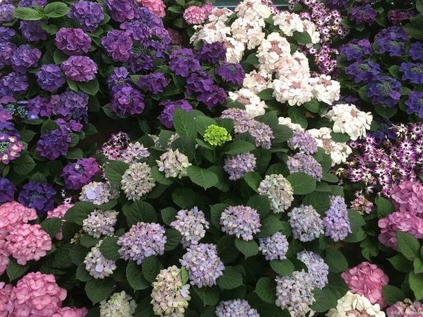 八仙花怎么浇水，八仙花多久浇一次水-第2张图片-优品飞百科