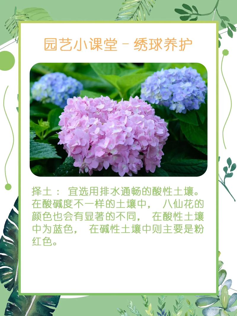 八仙花怎么浇水，八仙花多久浇一次水-第3张图片-优品飞百科