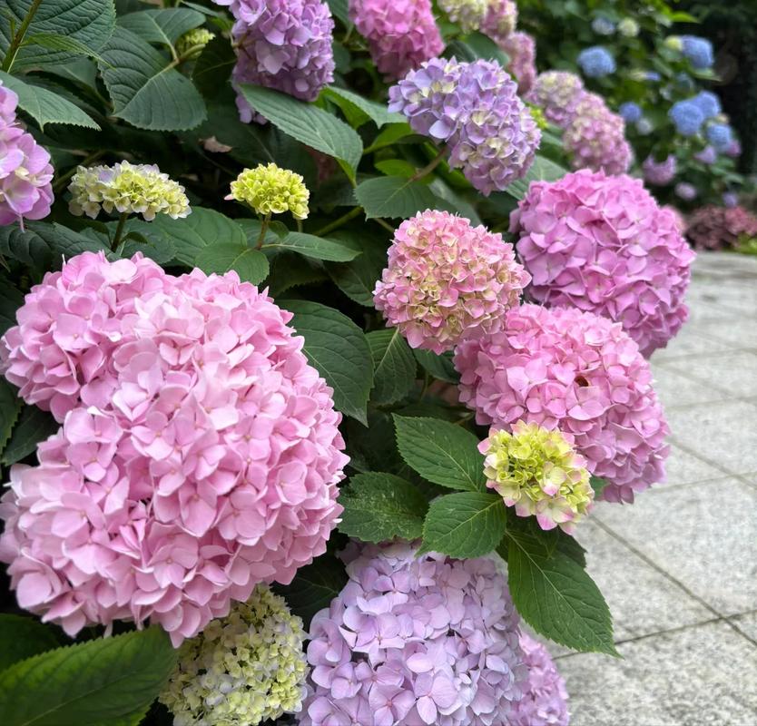 八仙花怎么浇水，八仙花多久浇一次水-第5张图片-优品飞百科