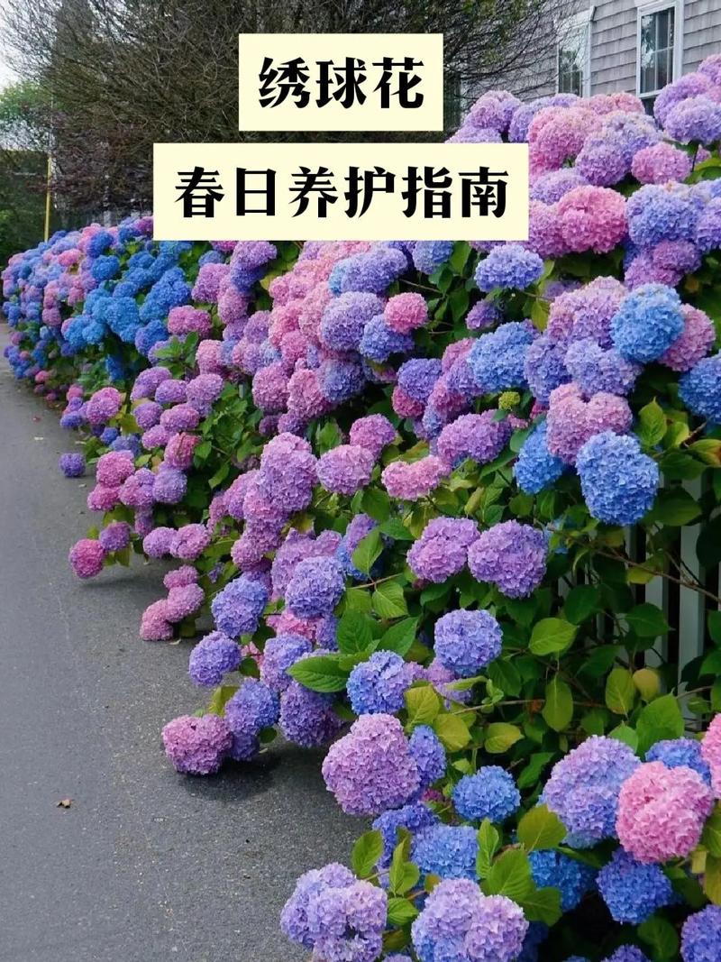 八仙花怎么浇水，八仙花多久浇一次水-第6张图片-优品飞百科