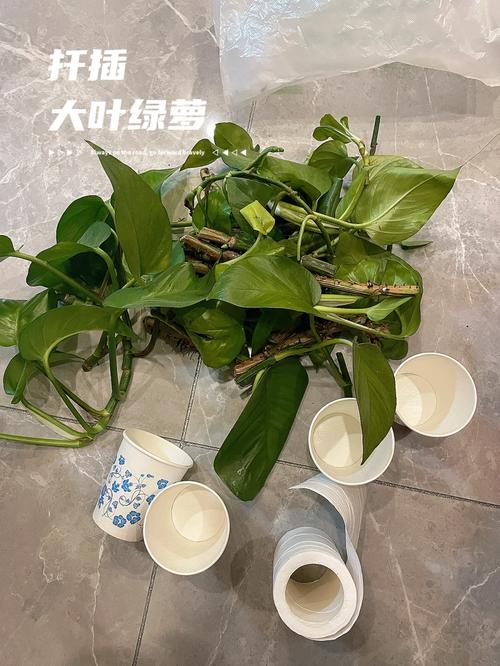 大叶绿萝扦插步骤图解？大叶绿萝插扦方法？-第4张图片-优品飞百科