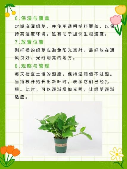 大叶绿萝扦插步骤图解？大叶绿萝插扦方法？-第7张图片-优品飞百科