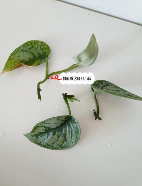 大叶绿萝扦插步骤图解？大叶绿萝插扦方法？-第8张图片-优品飞百科