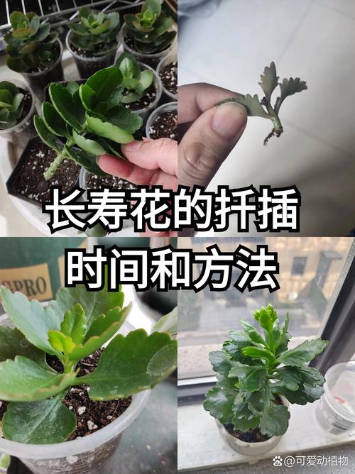 怎么给长寿花换盆，怎么给长寿花换盆视频教程-第1张图片-优品飞百科