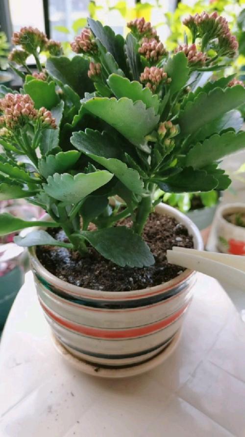 怎么给长寿花换盆，怎么给长寿花换盆视频教程-第2张图片-优品飞百科