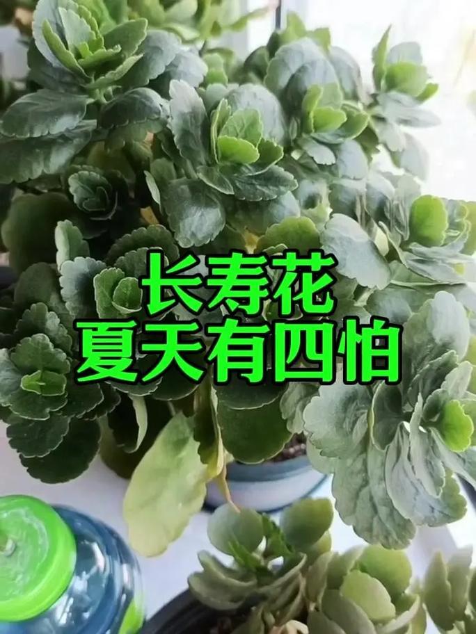 怎么给长寿花换盆，怎么给长寿花换盆视频教程-第3张图片-优品飞百科
